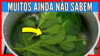 5 FOLHAS DE AMORA POR DIA e você vai prevenir e tratar todas essas doenças !