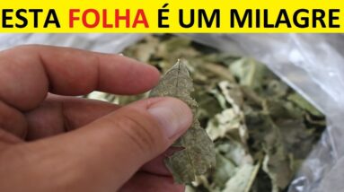 Esta Folha é um Santo Remédio Natural Para Acabar Com Ulcera, Gastrite e Dor no Estomago!