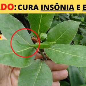 CHA CALMANTE NATURAL: APRENDA FAZER O ESTE PODEROSO CHA PARA O ESTRESSE E DORMIR MELHOR