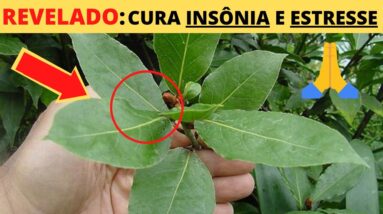 CHA CALMANTE NATURAL: APRENDA FAZER O ESTE PODEROSO CHA PARA O ESTRESSE E DORMIR MELHOR