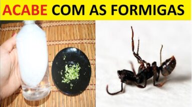 Aprenda Como Acabei Com Todas as Formigas da Cozinha Com Esta Mistura Incrível