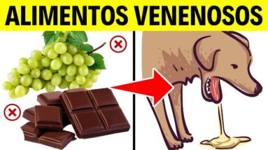 9 ALIMENTOS que podem MATAR seu CACHORRO