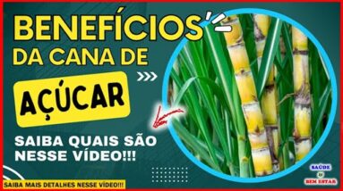 🔴 CONHEÇA OS BENEFÍCIOS DA CANA DE AÇUCAR na sua saúde