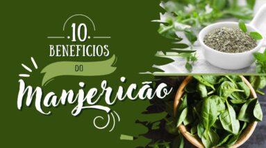 CONHEÇA OS MILAGROSOS PODERES DO MANJERICÃO PRA VOCE