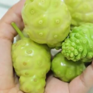 SUCO MILAGROSO DA FRUTA NONI, VEJA COMO PREPARAR E DEIXA-LO DELICIOSO