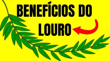 10 UTILIDADES DO LOURO QUE VOCÊ NEM CONHECIA