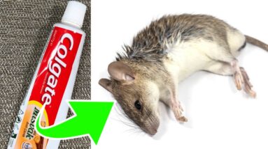 Pasta de dentes é tudo que precisa para manter os ratos longe da sua casa