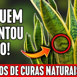 🌿 BENEFÍCIOS e PODERES MEDICINAIS da ESPADA DE SÃO JORGE 💡